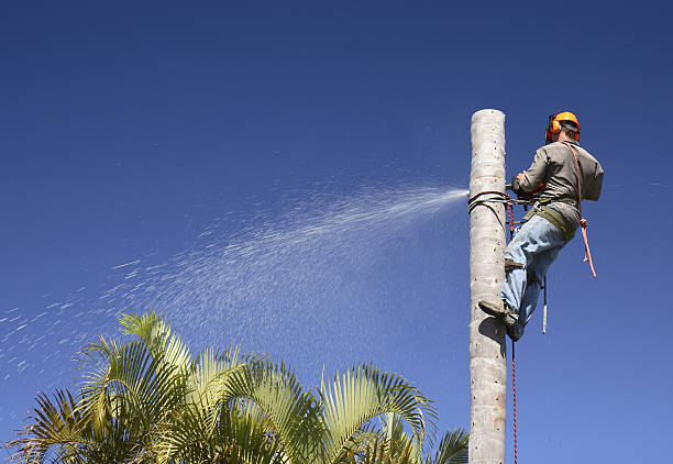 How Our Tree Care Process Works  in  Nutter Fort, WV