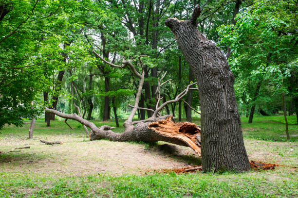 How Our Tree Care Process Works  in  Nutter Fort, WV