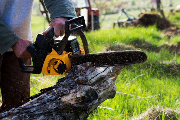 Best Tree Preservation Services  in Nutter Fort, WV