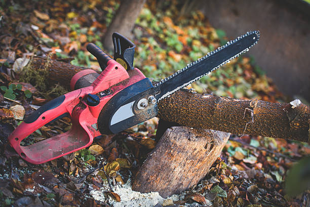 Best Tree Cabling and Bracing  in Nutter Fort, WV